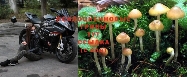 гидра Гусев